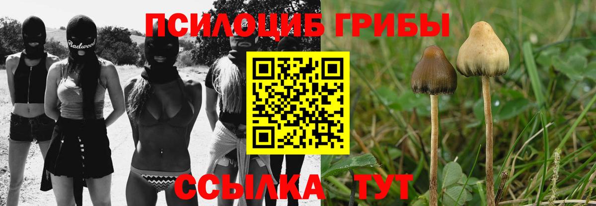 Кудрово  Псилоцибиновые грибы MAGIC MUSHROOMS  Вход с VPN 